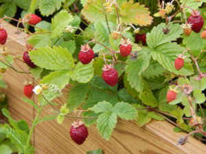 DSCN3076.JPG