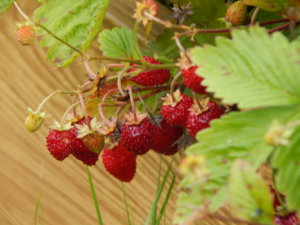 DSCN3077.JPG