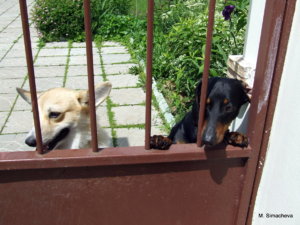 DSCF2335.JPG