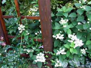 DSCF6211.JPG