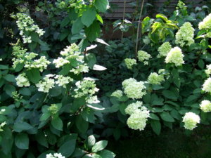 DSCF6219.JPG