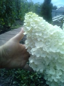 IMG_20180806_151550.jpg