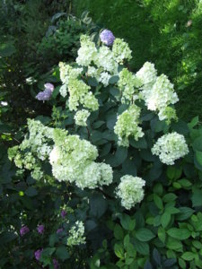 DSCF6213.JPG