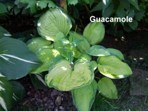 DSCF4616.jpg