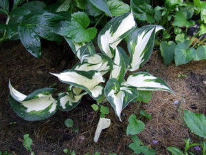 DSCF2170.JPG