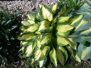 DSCF2197.JPG