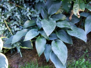 DSCF4572.jpg