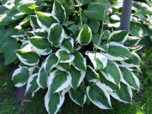DSCF4618.jpg