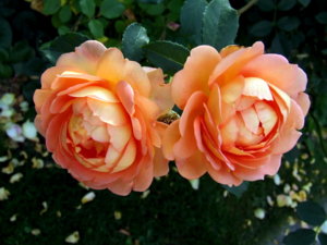 DSCF6010.JPG