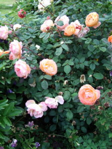 DSCF6043.JPG