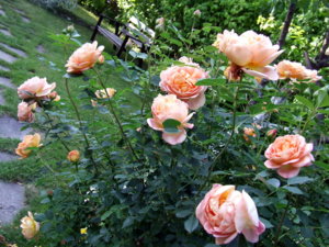 DSCF5932.JPG