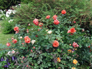 DSCF5967.JPG