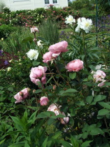 DSCF5969.JPG
