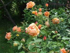 DSCF4176.JPG