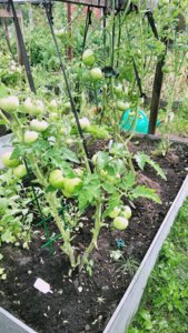 IMG_20180805_153228.jpg