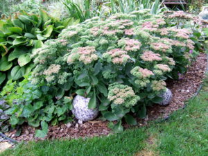 DSCF6290.JPG