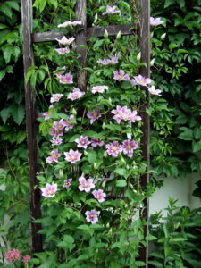 DSCF6099.JPG