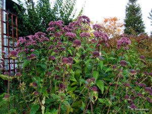 DSCF4876.JPG