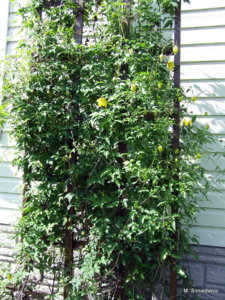 DSCF2156.JPG