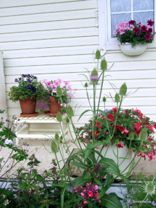 DSCF4480.JPG