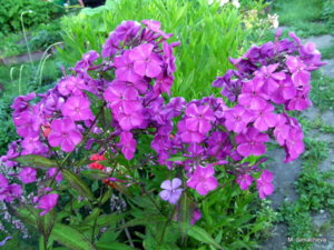 DSCF2819.JPG