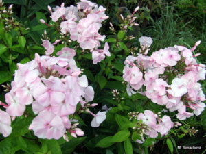 DSCF2915.JPG