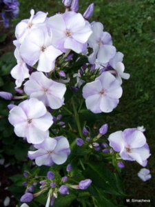 DSCF2916.JPG