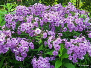 DSCF2926.JPG