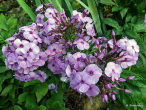 DSCF2933.JPG