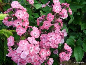 DSCF2934.JPG