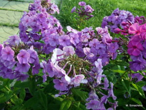 DSCF2953.JPG