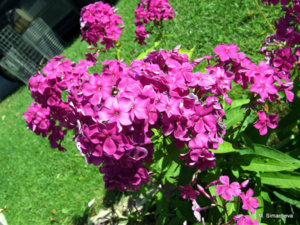 DSCF4542.JPG