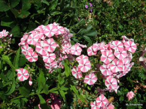 DSCF4581.JPG
