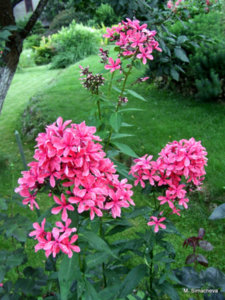 DSCF4661.JPG