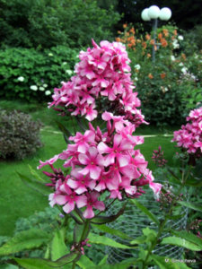 DSCF4665.JPG