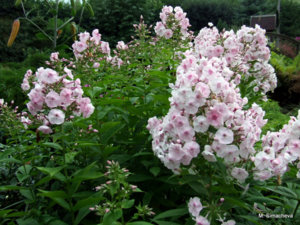 DSCF4670.JPG