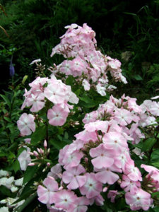 DSCF4671.JPG