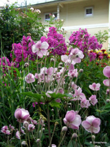 DSCF4681.JPG