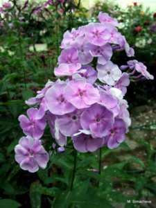 DSCF4683.JPG
