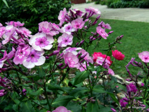 DSCF4684.JPG
