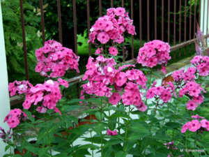 DSCF4700.JPG