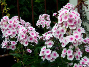 DSCF4701.JPG
