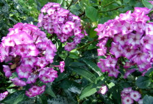 DSCF6185.JPG