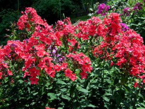 DSCF6206.JPG