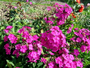 DSCF6207.JPG