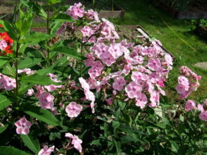 DSCF6208.JPG