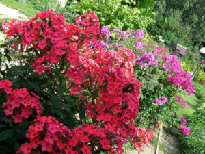 DSCF6221.JPG