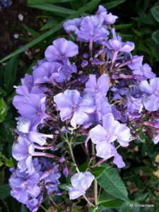 DSCF2918.JPG