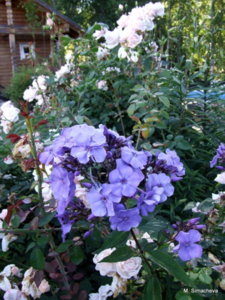 DSCF2815.JPG