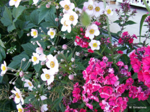 DSCF4524.JPG